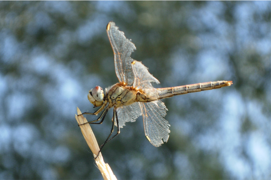 Orthetrum coerulescens e Crocothemis erythraea